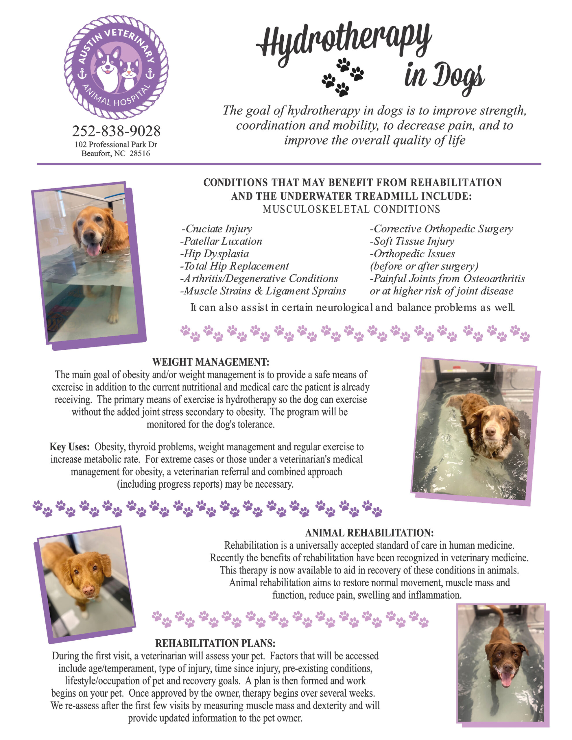 Austin Vet Hydrotherapy Flyers Front